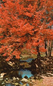 Vintage Postcard A Flaming Tree Of Red Brilliant Bouquet Fall Scenes In Vermont