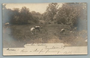 FRENCHTOWN NJ FARM SCENE w/ COWS ANTIQUE REAL PHOTO POSTCARD RPPC
