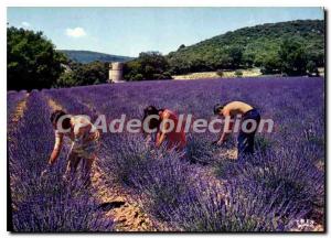 Postcard Modern Reflections Of Picking Riviera Cote De La Lavande