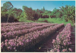 Vanda Orchid Flowers growing on the Island of Hawaii - pm 1980