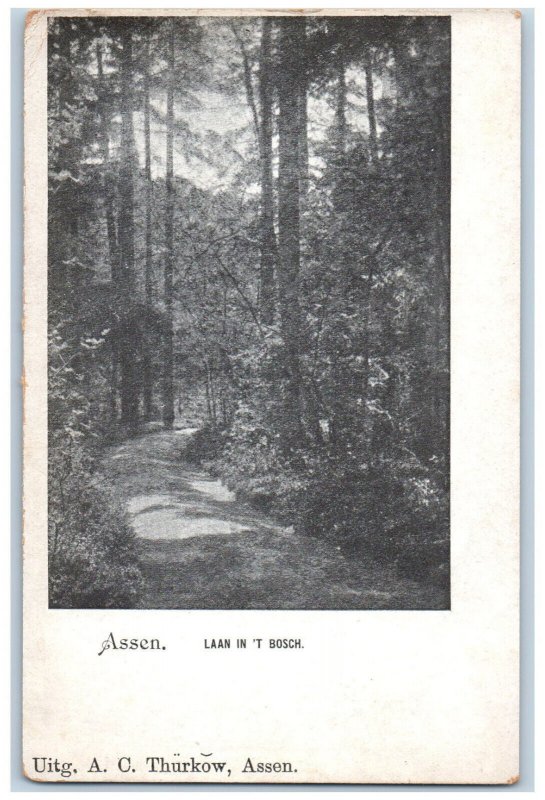 Assen Drenthe Netherlands Postcard Avenue in T' Bosch c1905 Unposted Antique