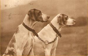 \Two dogs in alertness\ Nice antique English Postcard