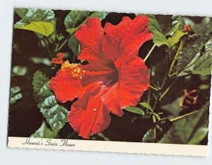 Postcard Red Hibiscus, Hawaii's State Flower, Hawaii