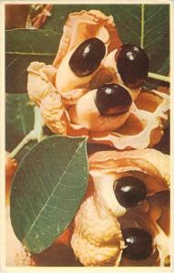 Ackee Pods Native Fruits of Jamaica Kodachrome by Amador Packer Postcard