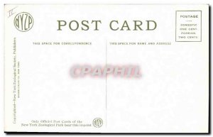 Old Postcard Elk Bathing New York Zoological Park Zoo