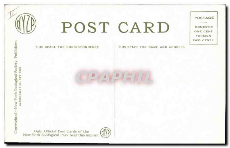 Old Postcard Elk Bathing New York Zoological Park Zoo