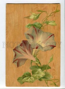 299381 Field bindweed Flowers by C. KLEIN Vintage postcard