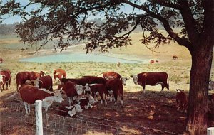 Stock Breeding Farm Cattle Misc Kentucky  