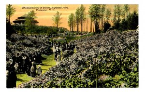 NY - Rochester. Highland Park, Rhododendrons