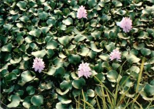 WATER HYACINTHS ON THE ZAIRE RIVER  SUPER POSTAGE STAMPS