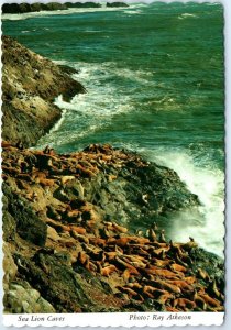 Postcard - Sea Lion Caves, Oregon Coast - Florence, Oregon