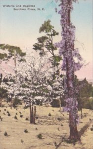 North Carolina Southern Pines Wisteria and Dogwood Trees Handcolored Albertype