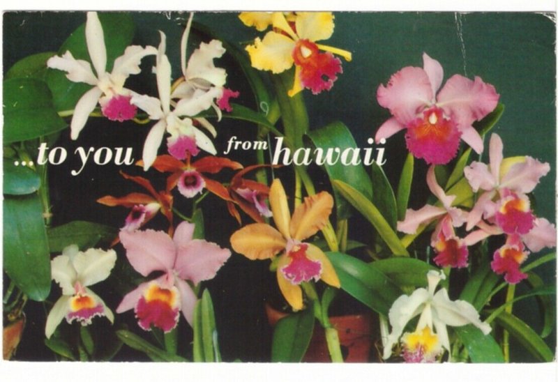 Orchids, To You From Hawaii, Vintage 1969 Postcard, Tuberculosis Slogan Cancel