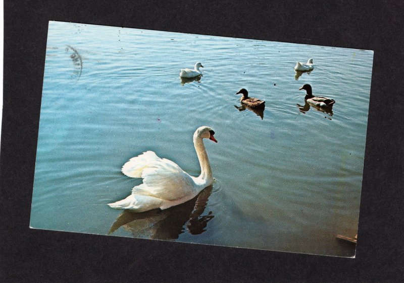 Swans & Ducks At Beech Bend Park, Bowling Green, KY Waterfowl, Birds, Postcard