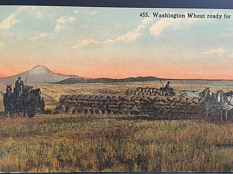 Postcard  Hand Tinted View of Washington Wheat ready for Market.    U2