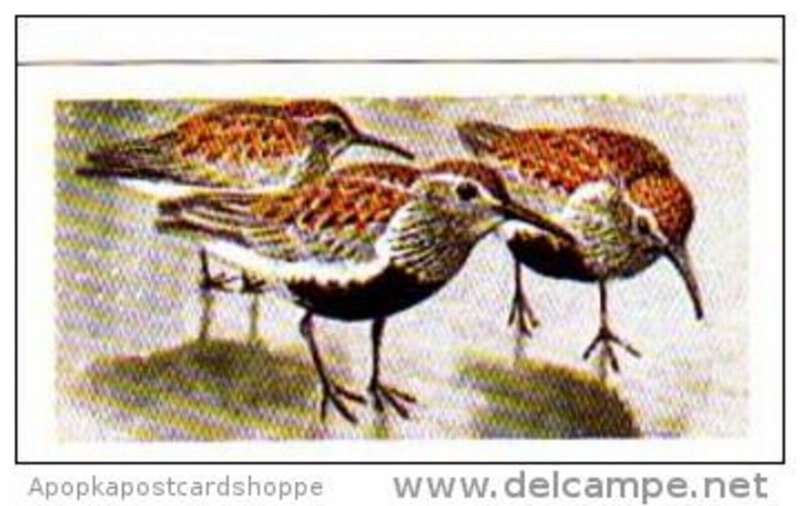 Brooke Bond Tea Trade Card Wild Birds In Britain No 24 Dunlin