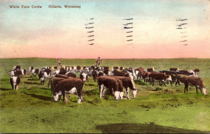 Cows White Face Cattle Gillette Wyoming 1942 Handcolored Albertype