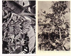 Guatemala - Coffee & Bananas - Two Cards
