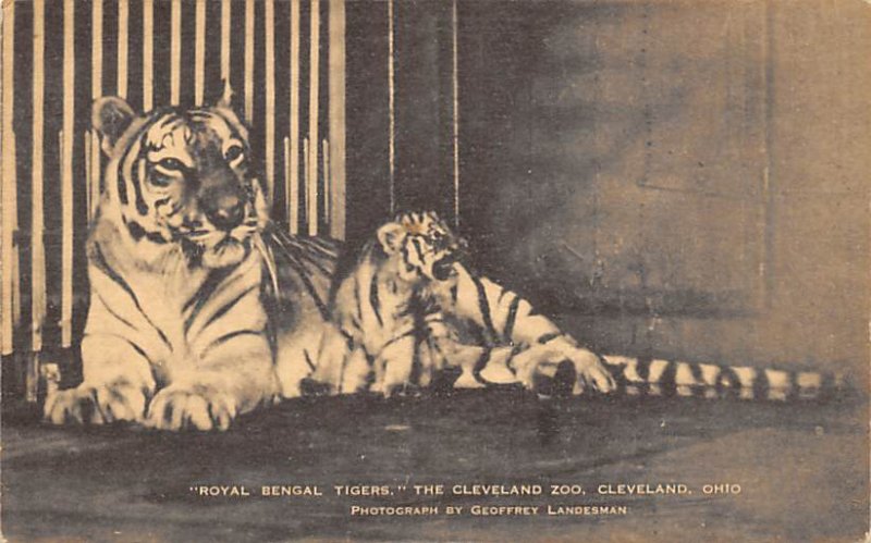 Roay Bengal Tigers New York Zoological Park, USA Unused 