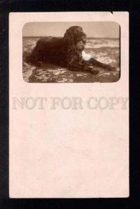 038846 Charming SPANIEL vintage PHOTO PC