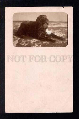 038846 Charming SPANIEL vintage PHOTO PC