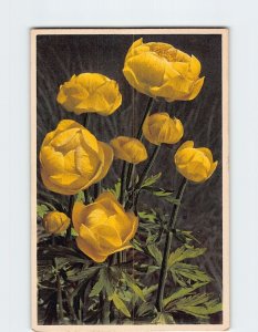 Postcard Globeflower