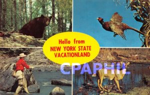 Modern Postcard NEW YORK STATE
VACATIONLANDS Bear