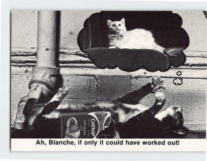 Postcard Cat Thinking of Another Cat Ah Blanche If Only It Could Have Worked Out