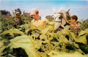 1950s Canada Farming Harvesting Tobacco Ontario Phillips Postcard 24-11733