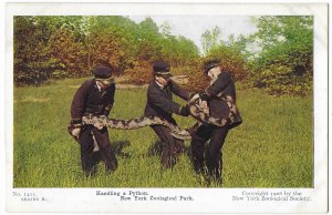 Three Men Handling a Python Snake New York Zoological Park 1906