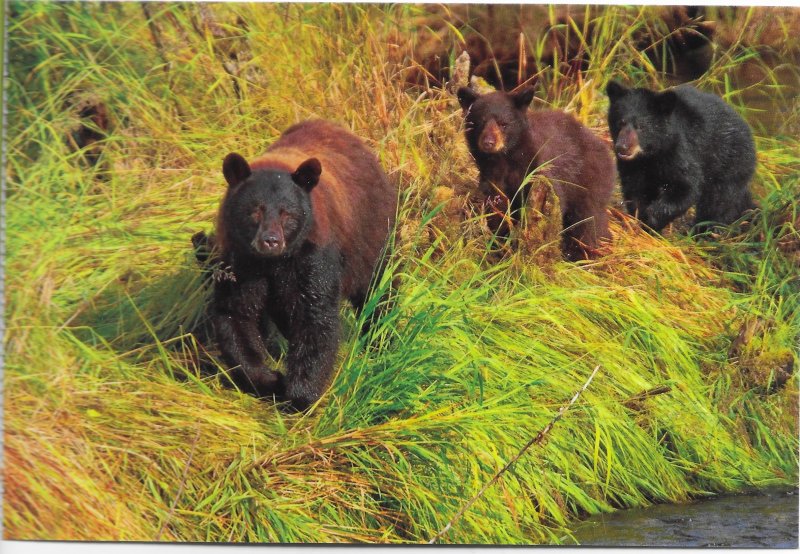 US Mendenhall Glacier, Alaska. Black bear with cubs - Steep Creek. unused. Nice.