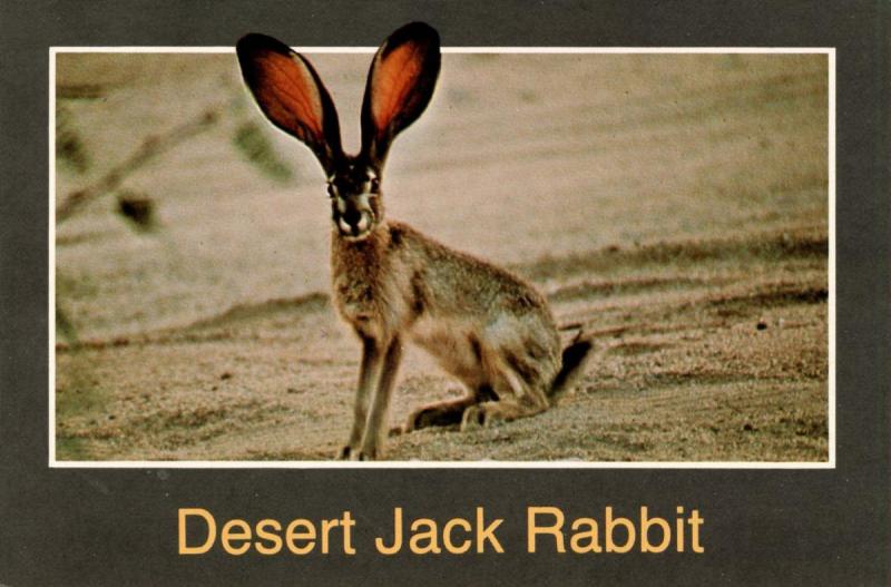 Desert Jack Rabbit in Arizona