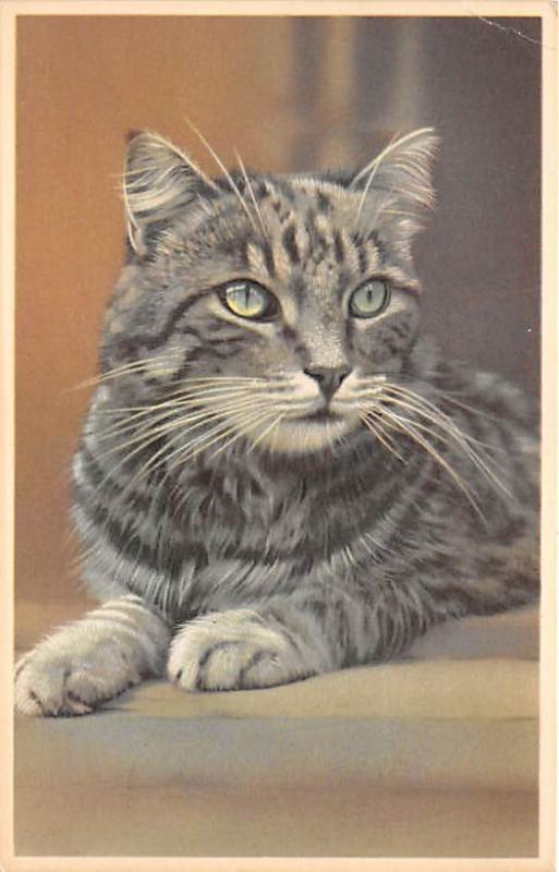 Cat Post Card Old Vintage Antique Grey Cat Cat Postcard Unused