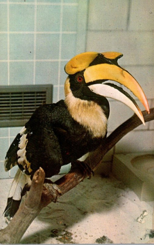 Birds Concave Casqued Hornbill Columbus Zoological Park Columbus Ohio