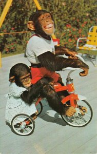 Chimpanzees Tricycle MONKEY JUNGLE Miami, Florida Zoo c1960s Vintage Postcard