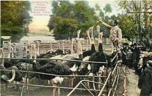CA, South Pasadena, California, Cawston Ostrich Farm, Feeding Oranges, Newman