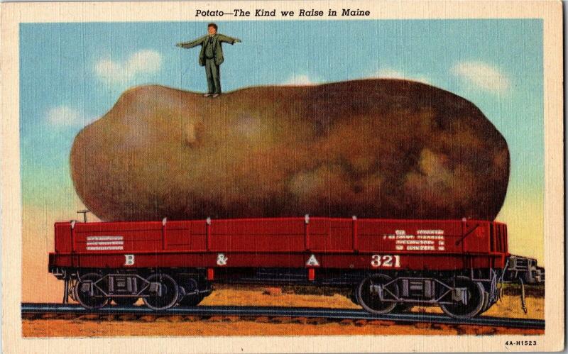 Exaggeration Potato, the Kind we Raise in Maine Vintage Postcard Y11
