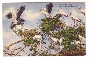 Wood Ibis, Birds in an Everglade Rookery, Florida