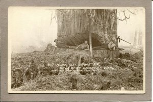  Postcard WA Angeles Big Cedar Loggers Chopping Real Photo RPPC c1940s 2615N