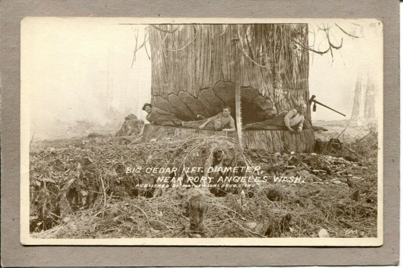  Postcard WA Angeles Big Cedar Loggers Chopping Real Photo RPPC c1940s 2615N