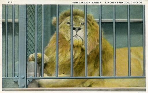 IL - Chicago, Lincoln Park Zoo, Senegal Lion