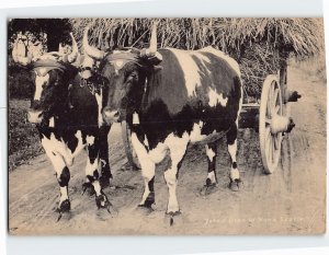 Postcard Yoked Oxen Canada