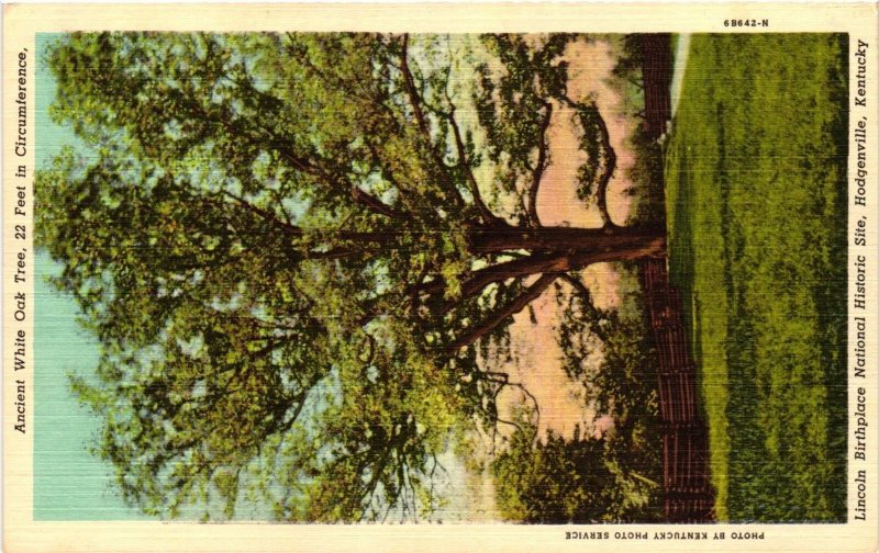 Vintage Postcard- White Oak Tree, Lincoln Birthplace, Hodgenville, KY