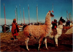 VINTAGE CONTINENTAL SIZE POSTCARD BOATS MOORED LLAMAS LAKE TITICACA BOLIVIA