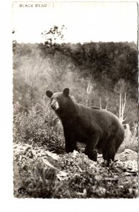 Real Photo, Black Bear, Greetings from Red Deer, Alberta, Used