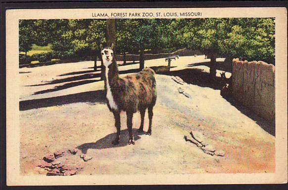 Llama Forest Park Zoo St Louis MO Postcard 5202