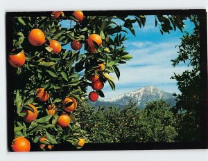 Postcard Oranges And Snow, Southern California