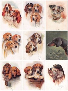 Dogs Animals Breeds Beagle Dachshund Basel Hound etc lot of 9 postcards B892