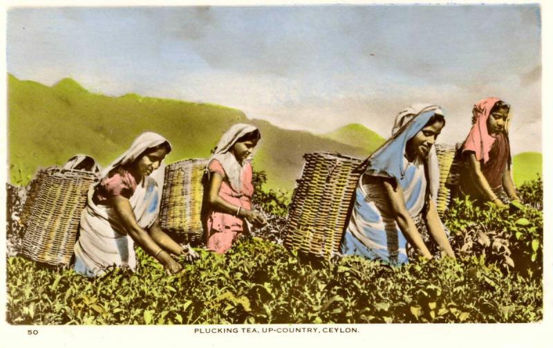 Ceylon - Plucking Tea   *RPPC