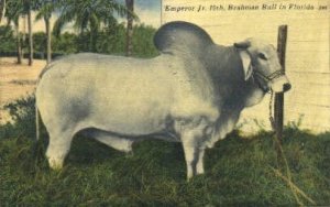 Brahman Bull - Misc, Florida FL  